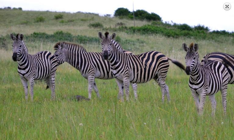 Nkumbe Bush Retreat Family Home Ponta Malongane エクステリア 写真